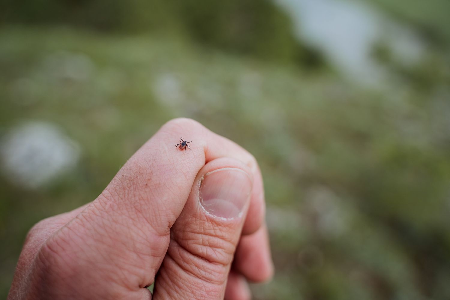 Can you develop Alpha-gal syndrome without a tick bite?